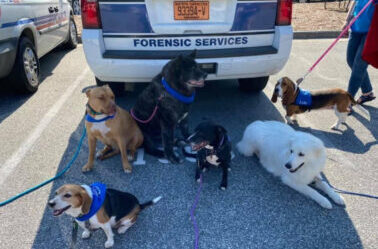 Triad subpage-Group dog photo